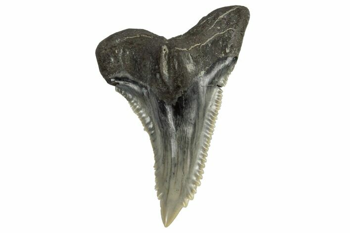 Serrated, Fossil Shark (Hemipristis) Tooth #170449